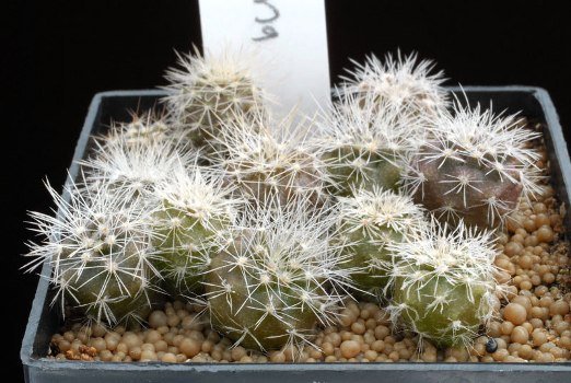 Copiapoa_krainziana_2